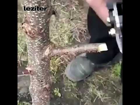 Reppex gyümölcsfa oltó és metszőolló
